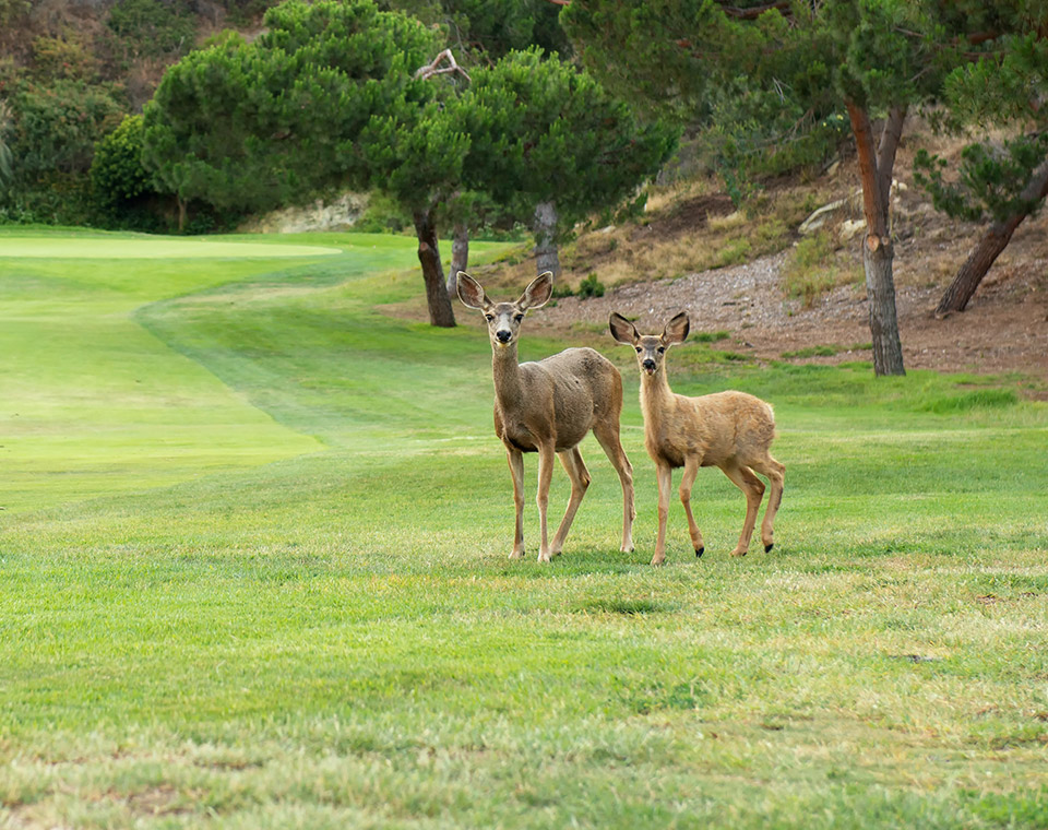 Two Mule Deer on the Golf Course