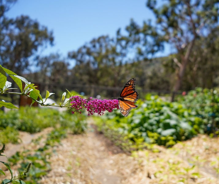 butterfly